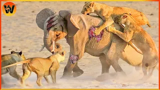 15 Crazy Moments! Lion vs Elephant Greatest Battle of Animal Fight Night | Animal World