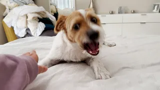 Henry the Jack Russell Terrier Dog Play Biting and Barking