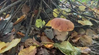 Знову МИ в ліс - на Годинку по Білі Гриби...mushrooms