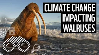 Climate change and walruses | Protecting our planet | WWF