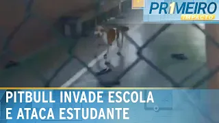 Pitbull invade escola e ataca aluno do 6º ano, no Pará | Primeiro Impacto (05/06/24)