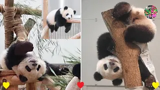 Panda Teamwork 🐼 - Aww Cute Panda - Funniest Animals Compilation_Part 4 💗