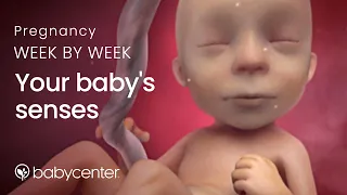 Your baby's senses: Pregnancy week by week