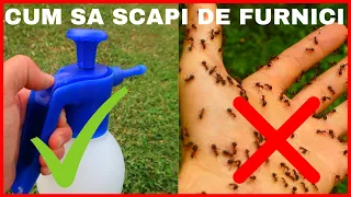 Cum sa Scapi de Furnici In Mod Natural | Arborele vietii