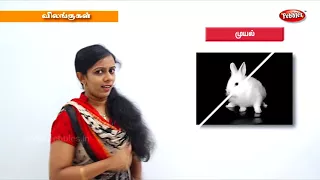 Learn Animals for Kids in Tamil | Preschool Learning | விலங்குகள்