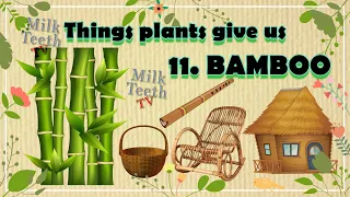 List of Things plants and trees give us / Uses of Plants / What do plants and trees give us ?