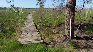 Ольманские болота - моя четырёхдневная пешка от Букчи до Хотомеля