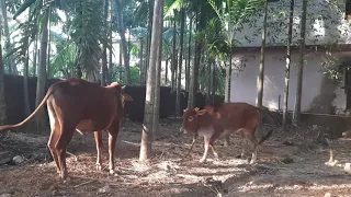 Cow and Bull Mating (Malnadgidda Breed Cow)