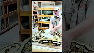 Giant Python! too close