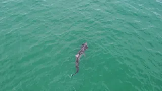 Basking Sharks In Ardmore
