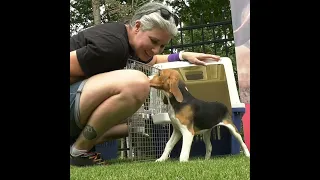 Beagle Freedom Project rescues 15 beagles from Envigo
