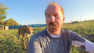 Turning Your Back To Leopards & Cheetahs | BIG CATS Show Their Predatory Nature Part 2