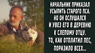 Приказали усыпить пса, но он ослушался и увез его к отцу. То, как пес отплатил, поразило всех.