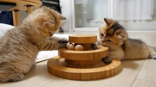 Cute kittens who quickly get used to playing with toys they've never seen before