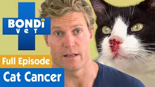 🐱 Poor Cat Has Skin Cancer | FULL EPISODE | S7E9 | Bondi Vet