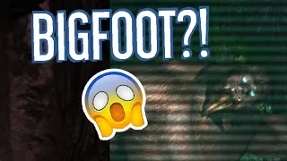 We found BIGFOOT | BIGFOOT hunt simulator online part 1