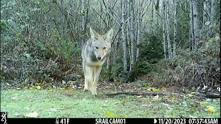 November 2023 South Middle Low Trailcam Highlights