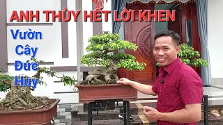 Anh THÙY HP thăm vườn Bonsai ĐỨC HUY * GIẬT MÌNH với tốc độ PHÁT TRIỂN của vườn & từng TP .