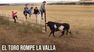 El Toro Rompe la Valla y se Escapa