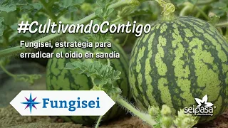 Control de oídio en sandía | Fungisei