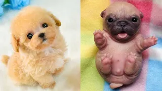 Baby Dogs - Cute and Funny Dog Videos Compilation  #5 | Funny Pets World