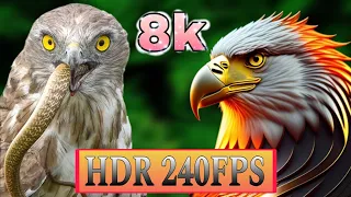 12K HDR 240FPS | Best Of Dolby Vision 2024 (Ultra Hd Video)