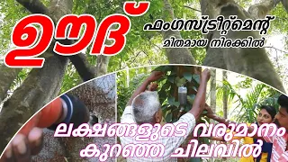 LOW COST FUNGUSTREATMENT FOR AGARWOOD|കുറഞ്ഞ ചെലവിൽ ഫങ്കസ്പരിചരണം|ലക്ഷങ്ങൾനേടാം|Rincy's kitchen&vlog