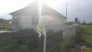 Соседский кот, приходит в гости! The neighbor's cat comes to visit!