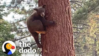 Shy Orphaned Bear Teaches Himself How To Climb Huge Trees The Dodo Little But Fierce