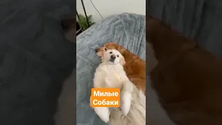 вот это любовь собак 😉🤗#funnyvideo #dogsoftiktok Влюбленные собаки Любовь и верность собаки