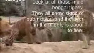 Male lion puts 3 male tigers into submission at a time