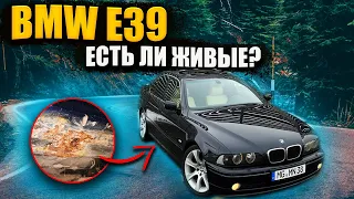 В поисках ЖИВОЙ BMW 530 E39. Много РЖАВЧИНЫ и Мало ЧЕСТНОСТИ