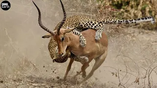 Leopard Hunts Impala - Python - Duiker, Animal Fighting | ATP Earth