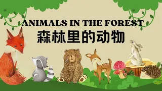 【森林里的动物Animals in the Forest】 狐狸🦊 松鼠🐿️ 熊🐻 臭鼬🦨 Chinese Vocabulary Learning for Animals in the Forest