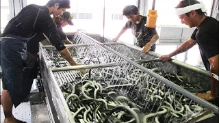 How Millions of Japanese Unagi Eel are Farmed and Processed - Japan Aquaculture and Farming