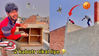 kabutar Chor bhag gaye 🏃( Two thief taken my pigeons 😭 )