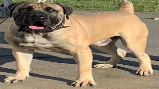 Feeding Time With DohBoy (African Boerboel)