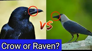 10 Difference between Crow and Raven.