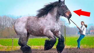 7 Shockingly Large Creatures That Actually Exist