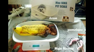 ЧИХУА Фима родила щенков 26/09/2021 #ТЕСТ на прочность зоотовары #ozon #обзор товаров для животных