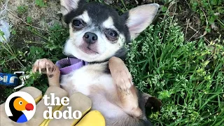 Watch This Feral Chihuahua Learn What A Belly Rub Is | The Dodo Little But Fierce