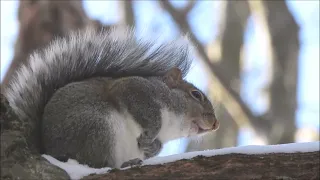 A grey squirrel barking