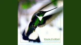 Tindu (Colibrí)