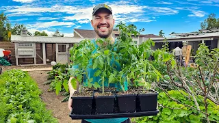 I Started My Tomatoes TOO Early...