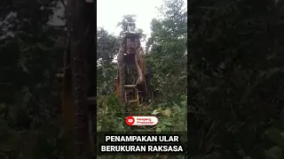 PENAMPAKAN TERJELAS DAN SERAM | PENAMPAKAN ULAR BESAR @rampangproduction