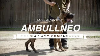 ALL ABOUT AMBULLNEO MASTIFF