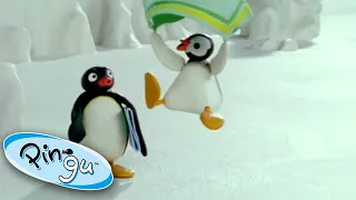 Pingu And Pinga Experience A Windy Day!💨@Pingu Cartoons For Kids