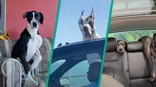 The Best Great Dane Compilation On The Internet 2023 | Majestic And Goofy Moments Caught On Camera