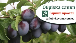 Обрізка молодої сливи на плодоношення. Як обрізати сливу на врожай. Прості правила обрізки сливи.