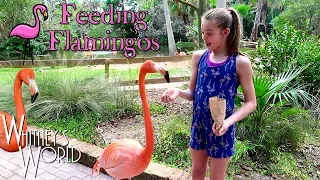 Flamingo Feeding Frenzy! | Whitney Bjerken